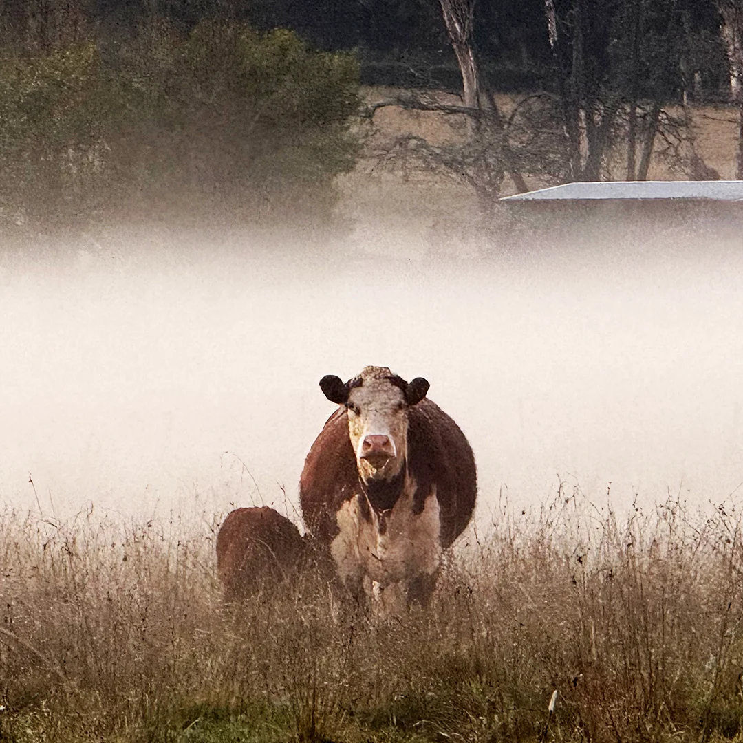 Cow standing in a misty paddock in the Southern Highlands.