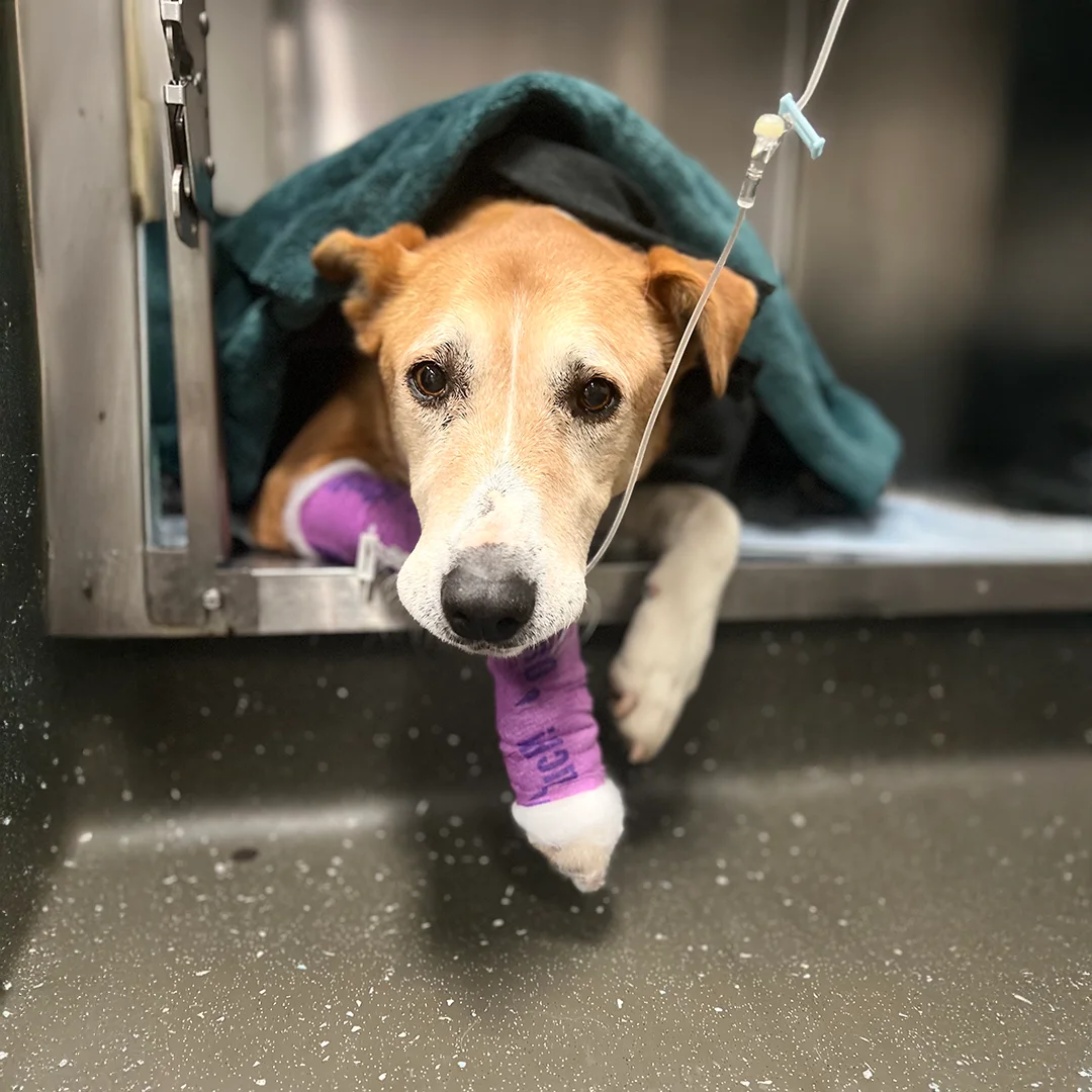 Dog resting in a kennel with a bandaged leg and IV line during recovery at Southern Highlands Veterinary Centre.