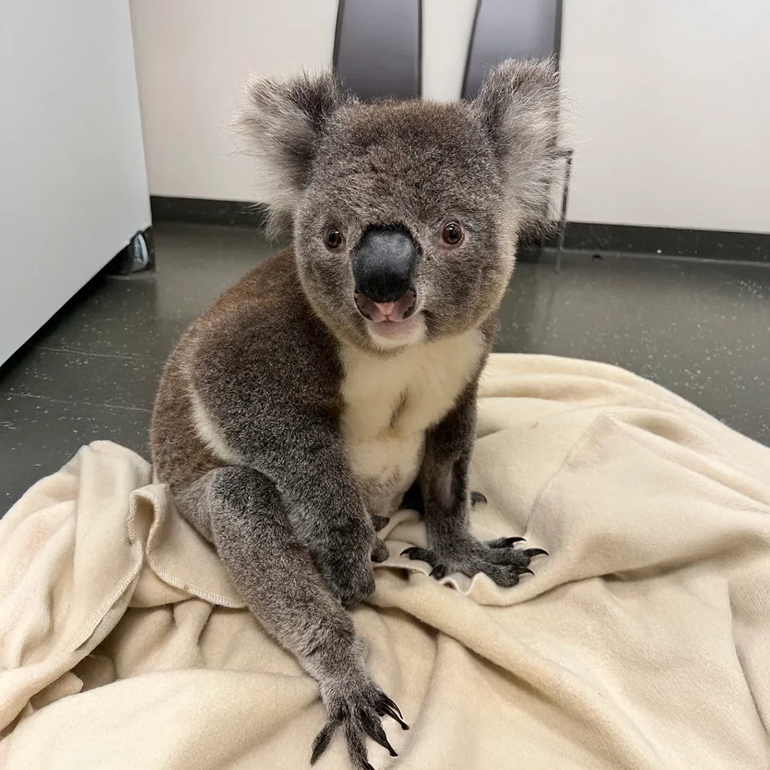 Koala sitting on a blanket while receiving veterinary care at Southern Highlands Veterinary Centre.