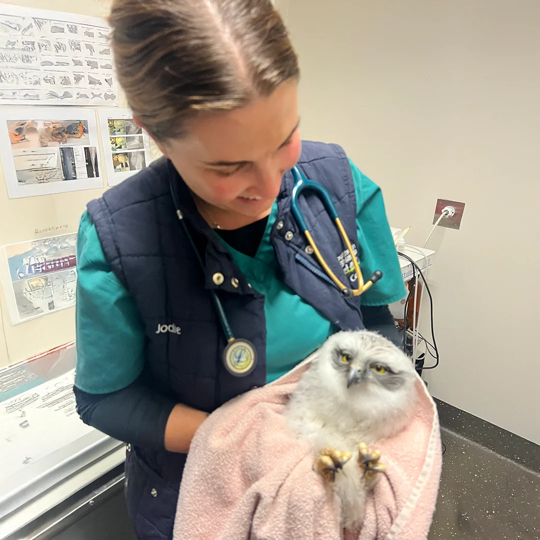 Veterinary Services in Moss Vale | Southern Highlands Veterinary Centre
