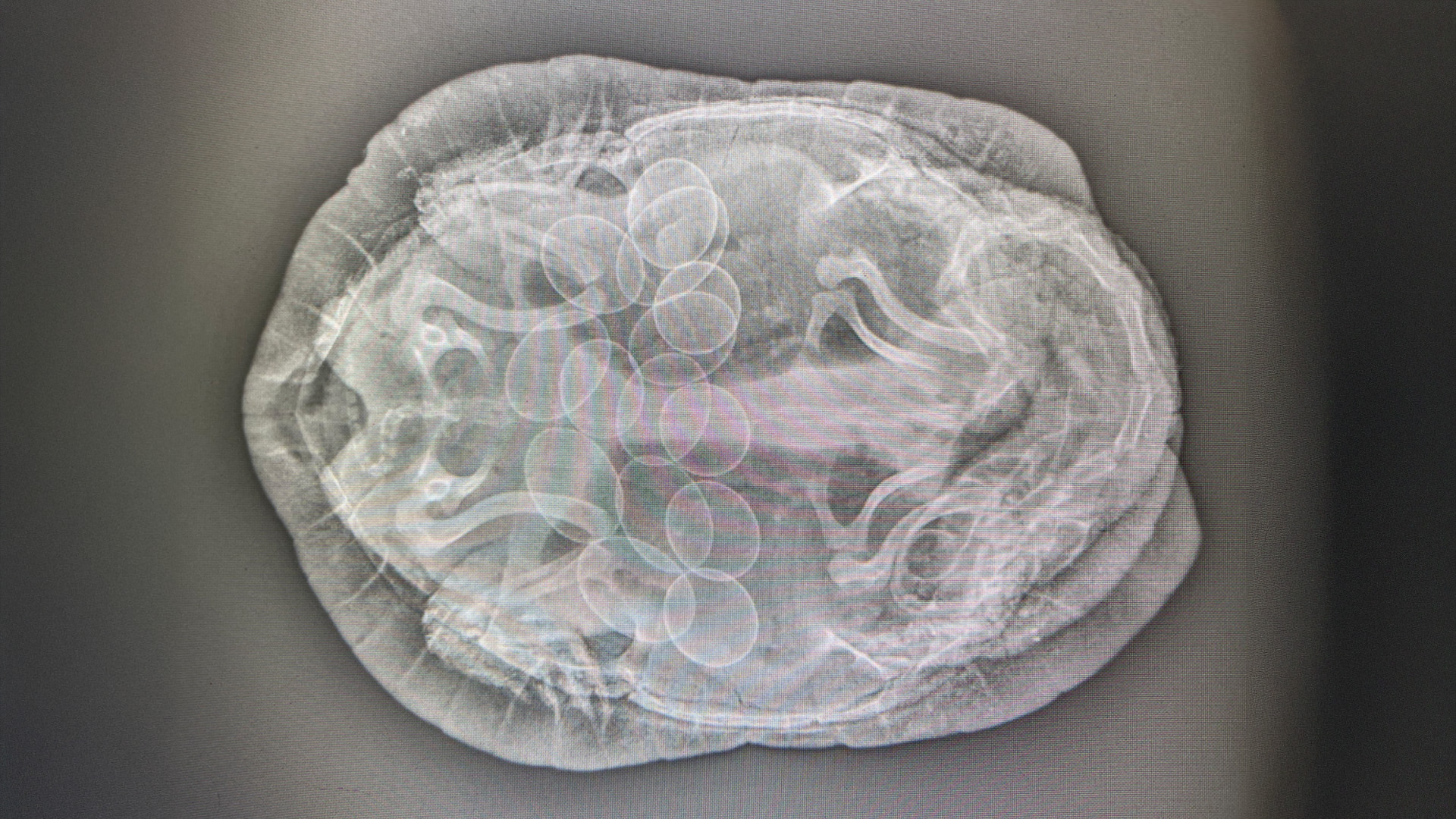 turtle-x-ray Painting of three cows displayed on the wall inside Southern Highlands Veterinary Centre.