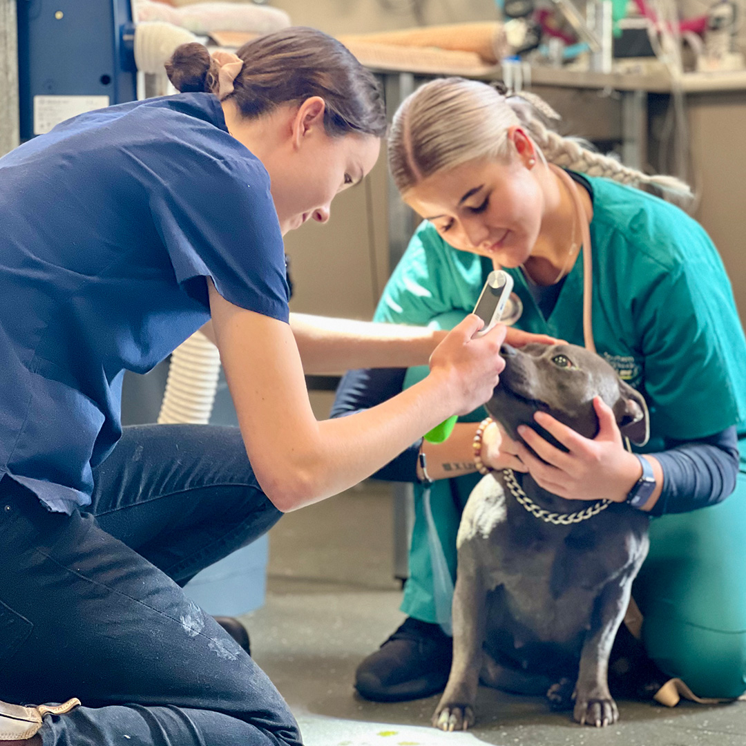 Two vet techs checking a dog's temperature