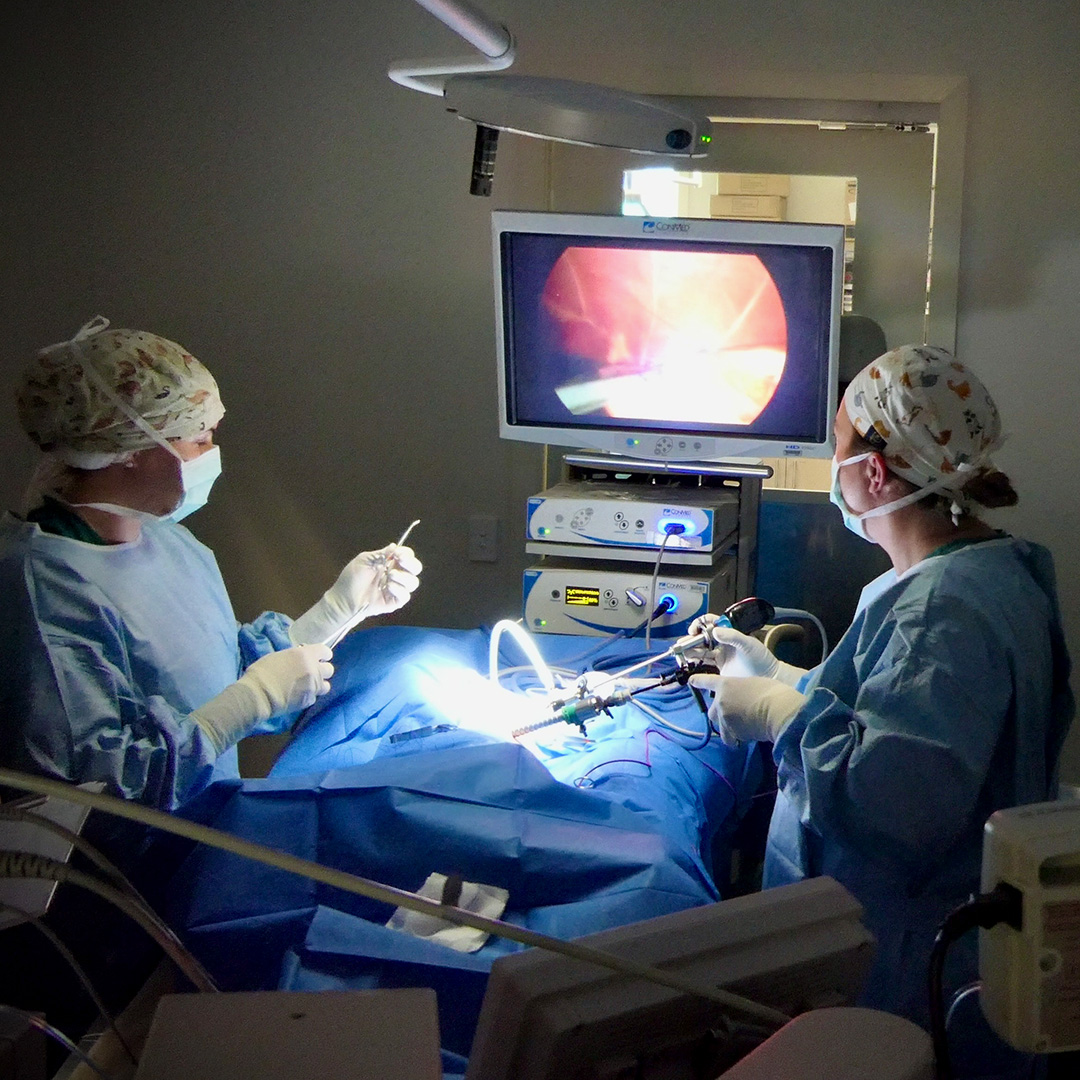 Two veterinarians performing surgery