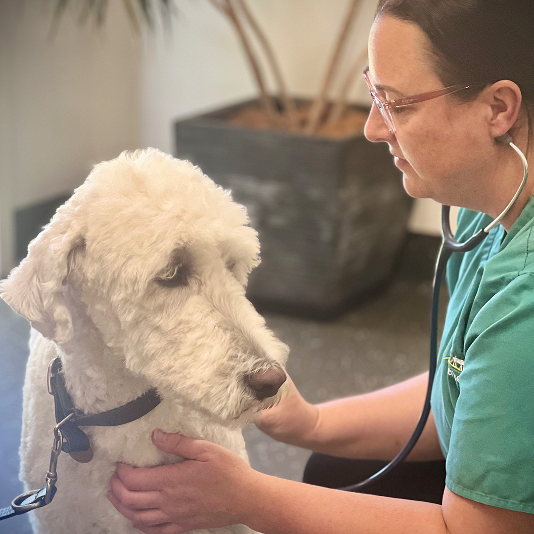 A timid white dog with a veterinarian