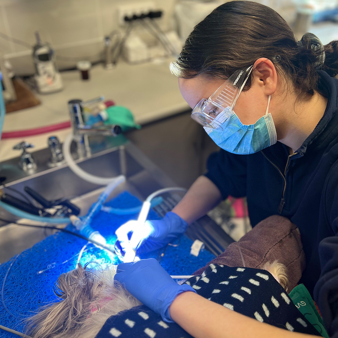 A veterinarian performing a surgery on a dog